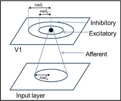 A Global Orientation Map in the Primary Visual Cortex (V1): Could a Self Organizing Model Reveal Its Hidden Bias?